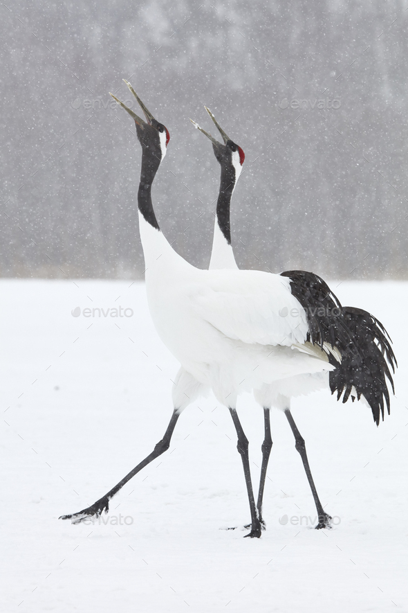 Red-Crowned Cranes (Grus japonensis) standing in the snow in winter ...