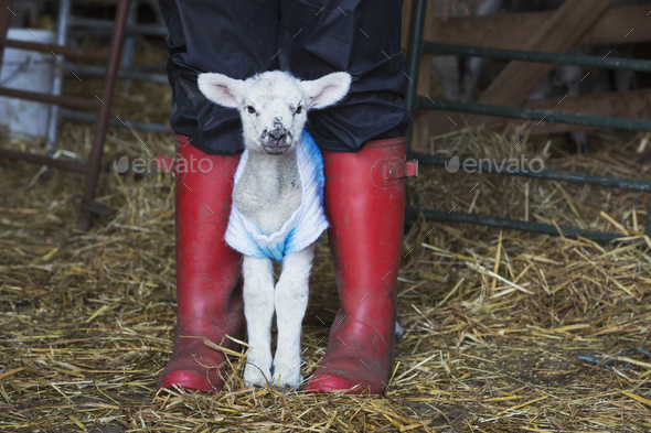 Newborn baby lamb dressed in a knitted jumper standing between the legs of a person wearing red