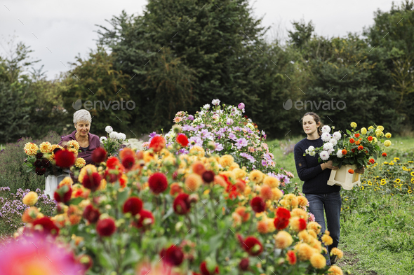Two people working in an organic flower nursery, cutting flowers for flower arrangements and