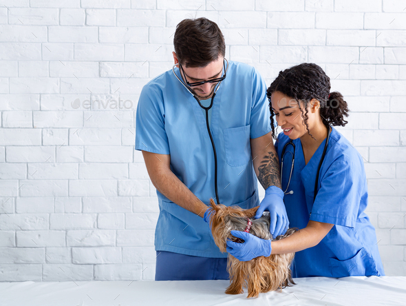 Animal doctor with nurse examining little dog in vet hospital, empty space  Stock Photo by Prostock-studio