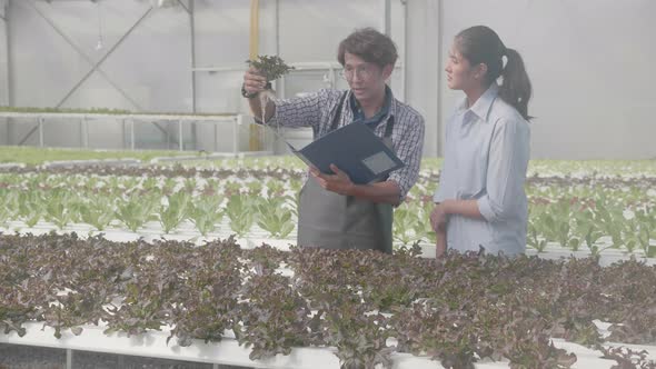 Young asian man walking and picking vegetables for recommend with customer in hydroponic farm.