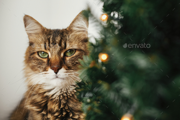 Tabby cat with green eyes sitting with funny emotions at christmas tree with lights - Stock Photo - Images