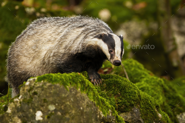 European badger walking on rocks with green moss in summer forest - Stock Photo - Images