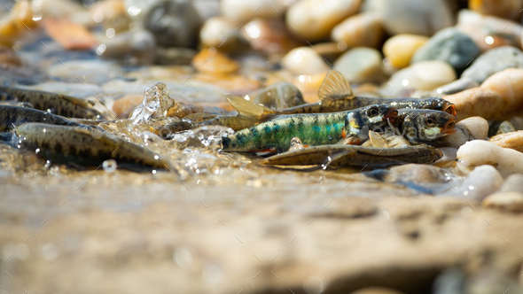 Common minnow reproducing on gravel in summer nature Stock Photo by  WildMediaSK