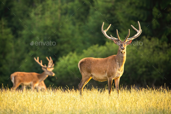 Red deer stag with new antlers growing covered in velvet on a meadow in summer - Stock Photo - Images