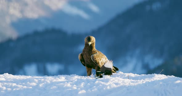 Proud Golden Eagle Eats on a Dead Animal in the Mountains at Winter