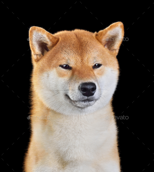 Cute Shiba Inu Dog Stock Photo By Ealisa Photodune