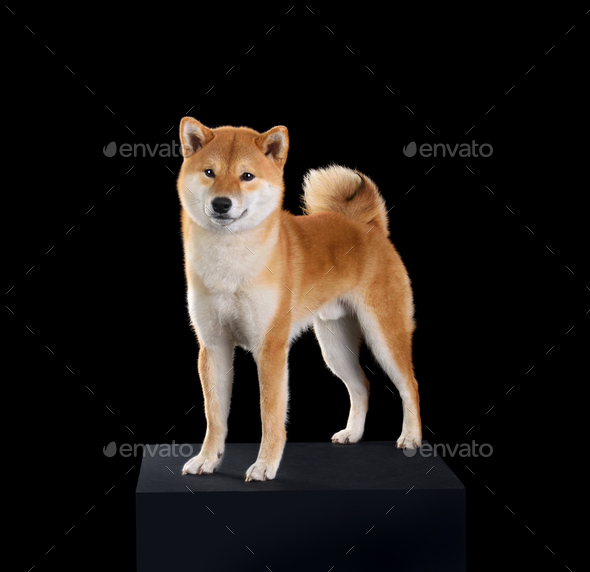 Cute Shiba Inu Dog Stock Photo By Ealisa Photodune