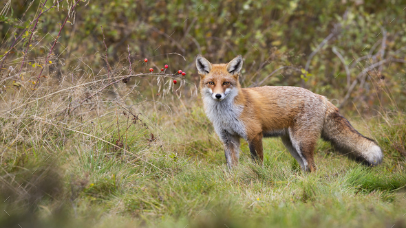 Alert red fox standing in front of rosehip bush with red fruits and ...