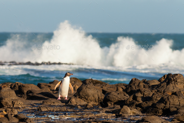 Adult NZ Yellow-eyed Penguin or Hoiho on shore - Stock Photo - Images