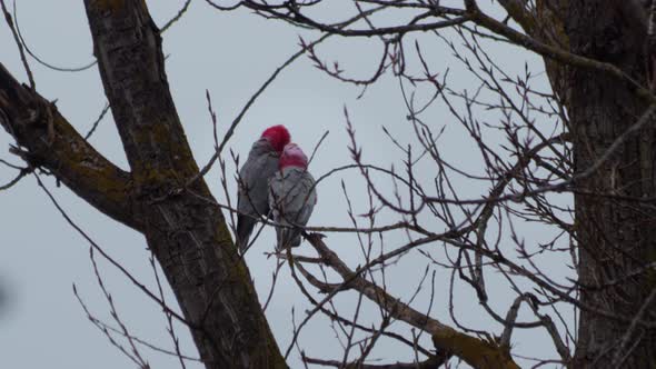 Two Galah Birds Grooming Each Other Sitting on Tree Branch. Grey rainy day time. Maffra, Victoria, A alt