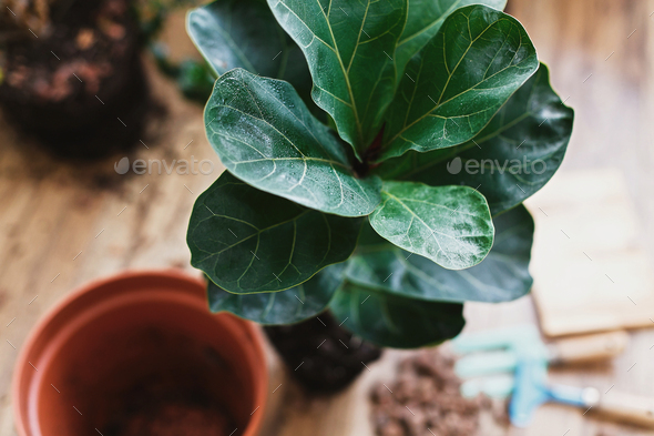 Repotting fiddle leaf fig tree in big modern pot. Ficus lyrata leaves and pot - Stock Photo - Images