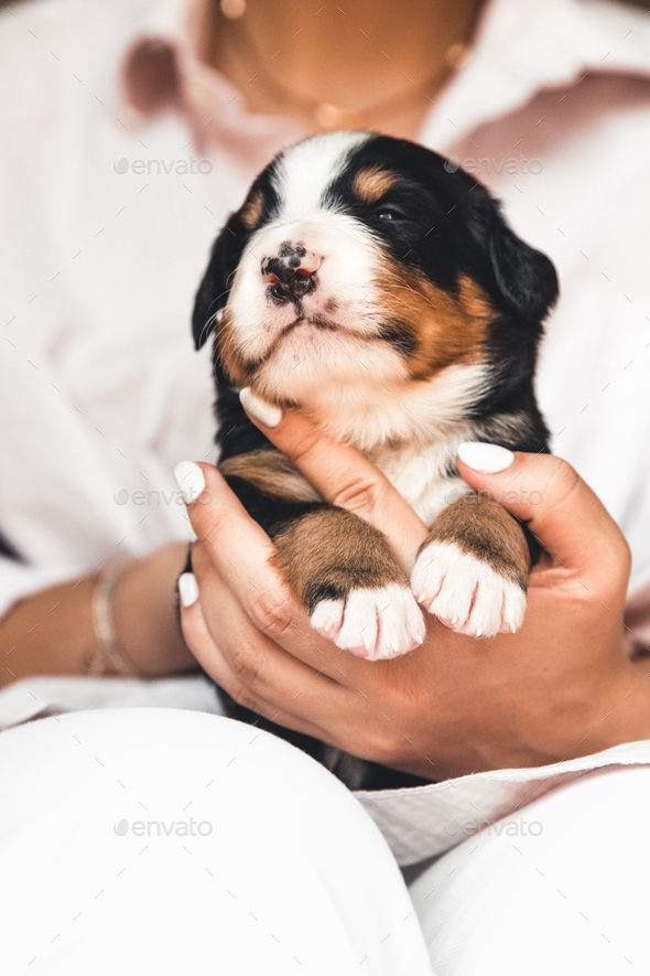 Bernese mountain dog puppy in female hands, care for animals, newborns - Stock Photo - Images