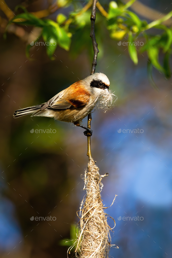 European penduline tit holding grass in beak and building hanging nest - Stock Photo - Images