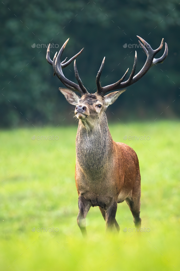 Majestic red deer stag with dark antlers walking forward on meadow Stock Photo by WildMediaSK