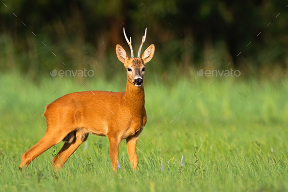 Dominant roe deer buck looking around on a green meadow in summer nature - Stock Photo - Images