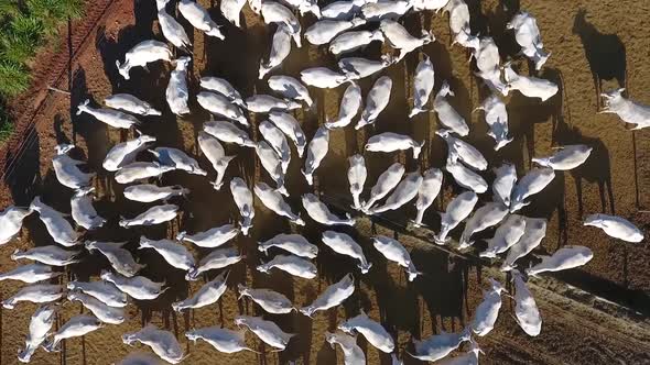 071 Pecuaria De Corte 2 alt