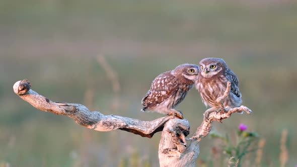 Two Young little owls (Athene noctua) on a dry branch. One is stands, the second arrivals