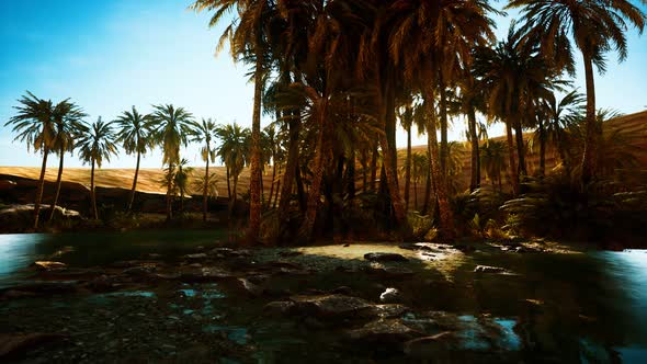 Palm Trees in Sahara Desert alt