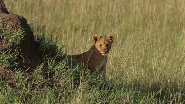 Baby Lion Looking Around