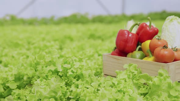 wooden box basket full with fresh organic vegetable in greenhouse hydroponics farm