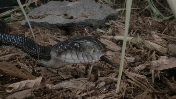 Close up of Black rat snake in the forest - macro of canadian serpent alt