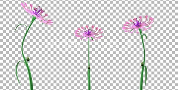 Futuristic Flower (3-Pack)