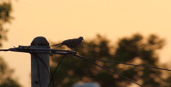 Bird Preening At Sunrise