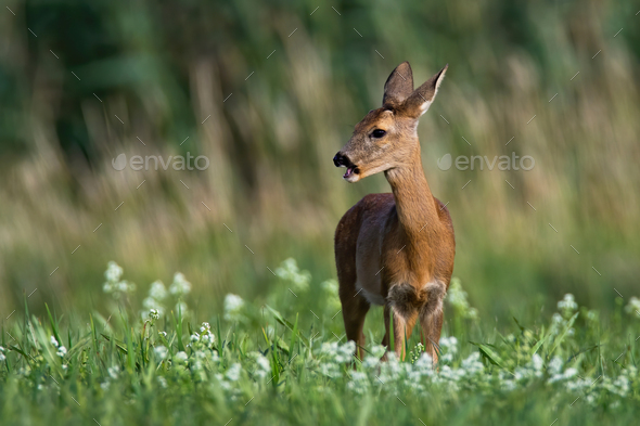Female roe deer grazing and looking away on hay field in summer nature - Stock Photo - Images