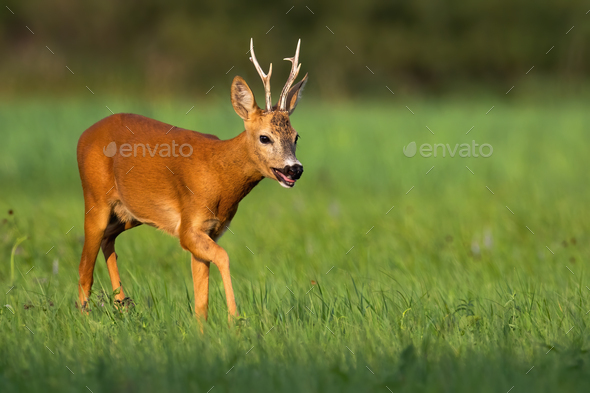 Tired roe deer buck breathing heavily with open mouth on a hot summer day - Stock Photo - Images