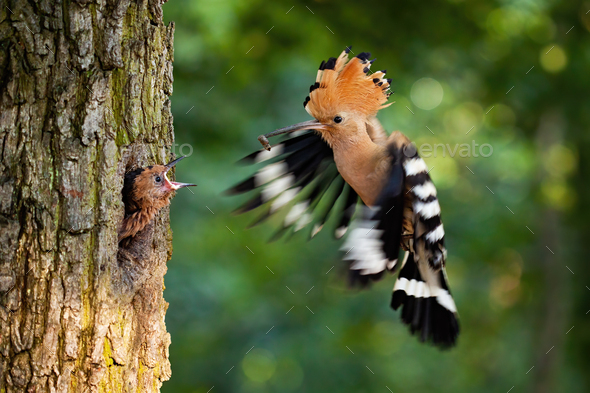 Eurasian hoopoe breeding in nest inside tree and feeding young chick - Stock Photo - Images