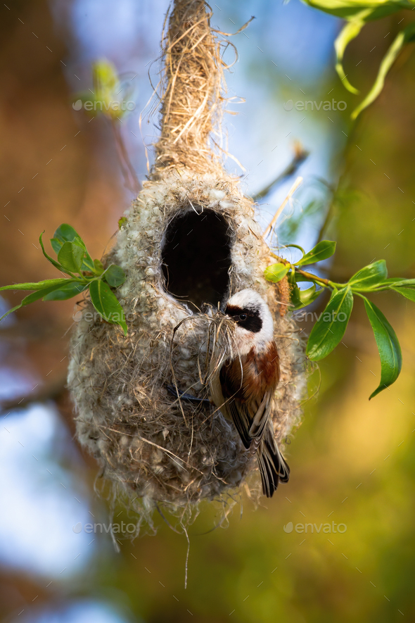 Eurasian penduline tit building nest hanging on a twig of tree in spring nature - Stock Photo - Images