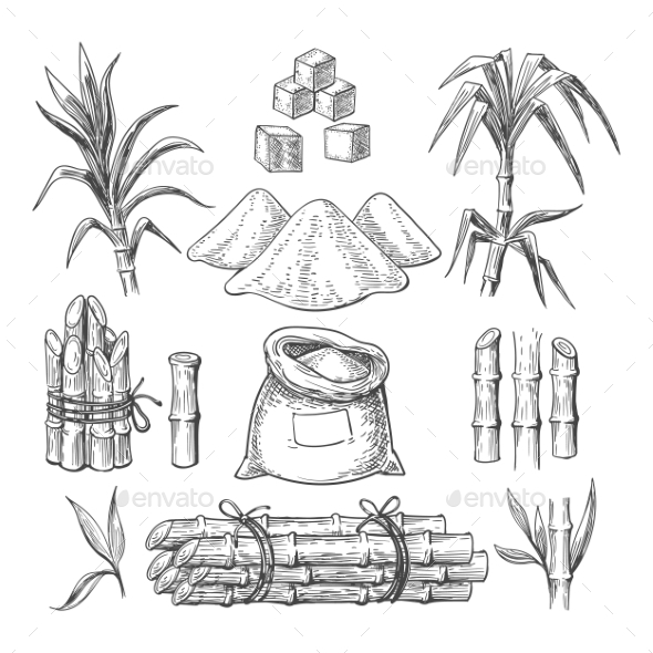 Sugar cane tree with product collection illustration vintage engraving  style black and white clipart isolated on white background Stock Vector  Image & Art - Alamy