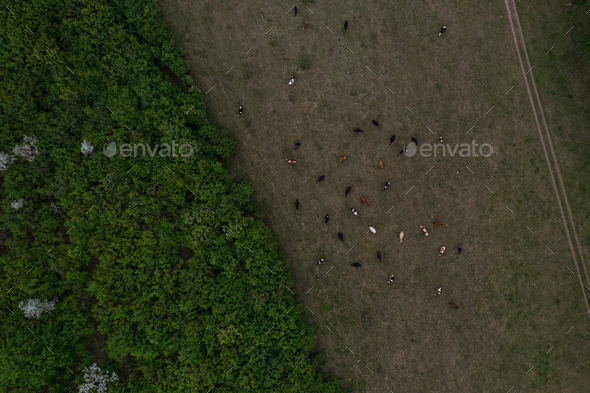 Top view of trees texture, land and cows - Stock Photo - Images