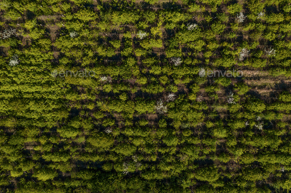 Top view of trees texture - Stock Photo - Images