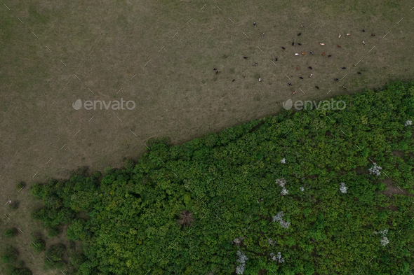 Top view of trees texture, land and cows - Stock Photo - Images