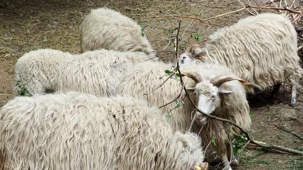 Wallachian sheep (Ovis orientalis aries)	