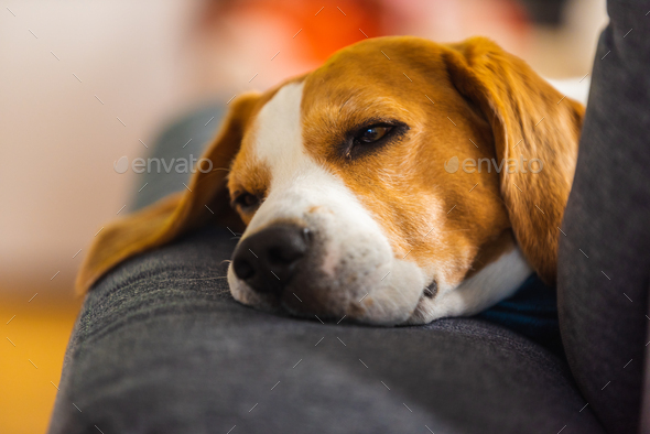 Beagle dog tired sleeps on a cozy sofa in funny position