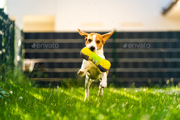 Tricolor beagle dog fetching a riped toy and running towards camera fast - Stock Photo - Images
