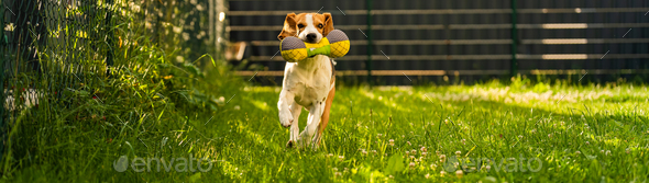 Tricolor beagle dog fetching a riped toy and running towards camera fast - Stock Photo - Images
