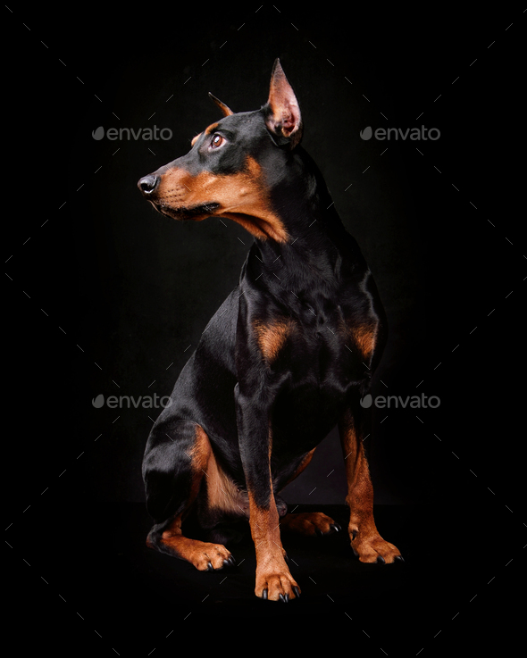 German Pinscher dog - Stock Photo - Images