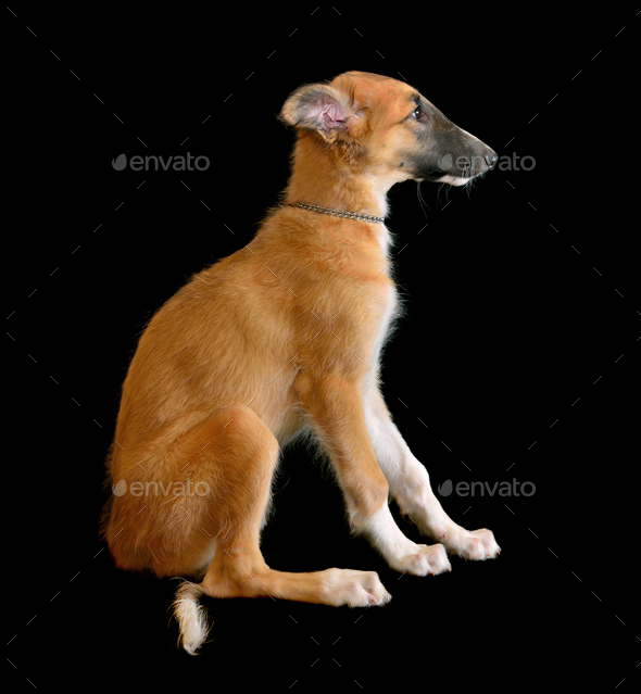 Puppy of Russian borzoi dog - Stock Photo - Images
