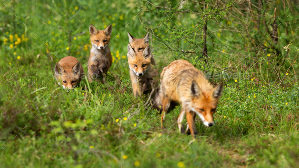 Red fox female and her four cubs hunting and walking in summer forest - Stock Photo - Images