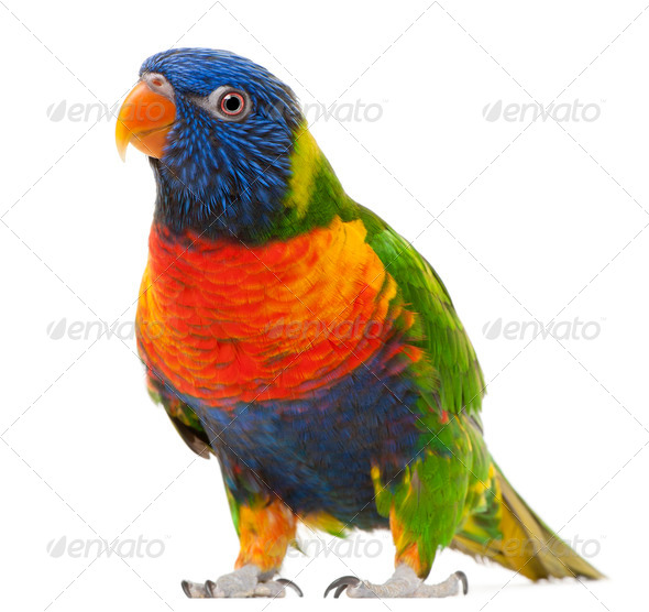 Rainbow Lorikeet, Trichoglossus haematodus, 3 years old, standing in front of white background - Stock Photo - Images