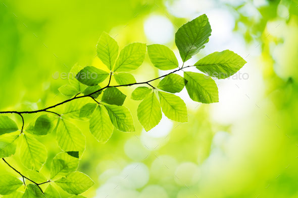 Closeup nature view of green beech leaf on spring twigs - Stock Photo - Images