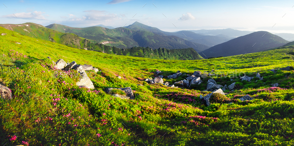 Pink rhododendron flowers in mountains - Stock Photo - Images