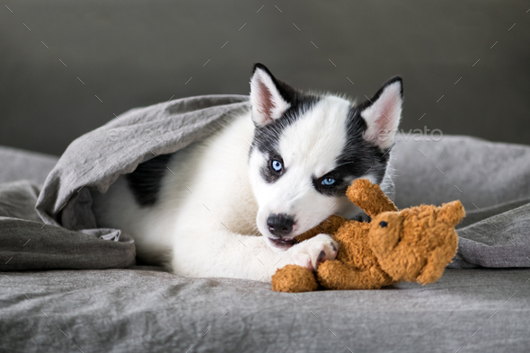 A Small White Dog Puppy Breed Siberian