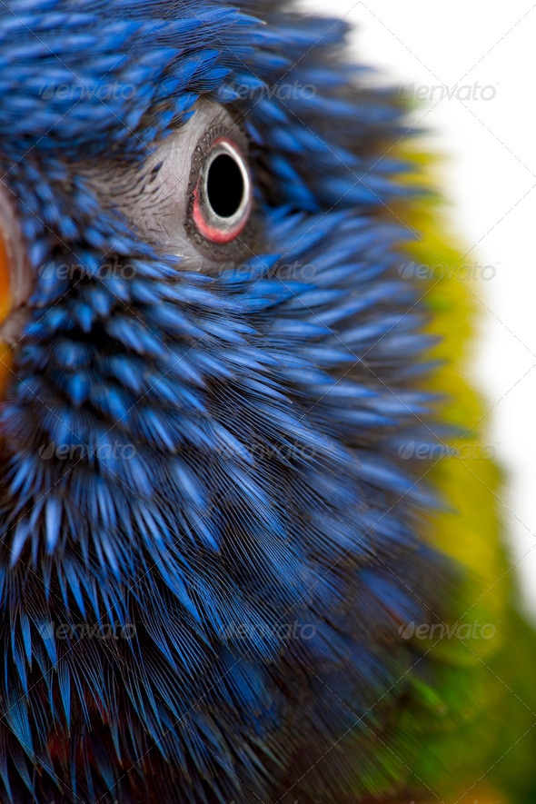 Close-up of Rainbow Lorikeet, Trichoglossus haematodus, 3 years old, in front of white background - Stock Photo - Images