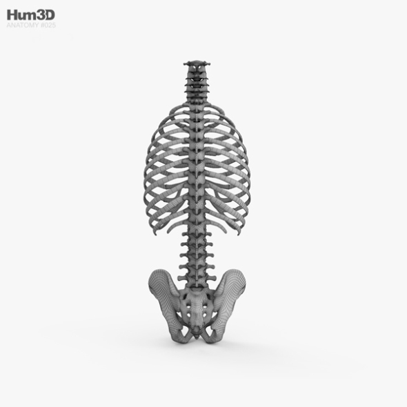 Human Torso Skeleton by humster3d | 3DOcean