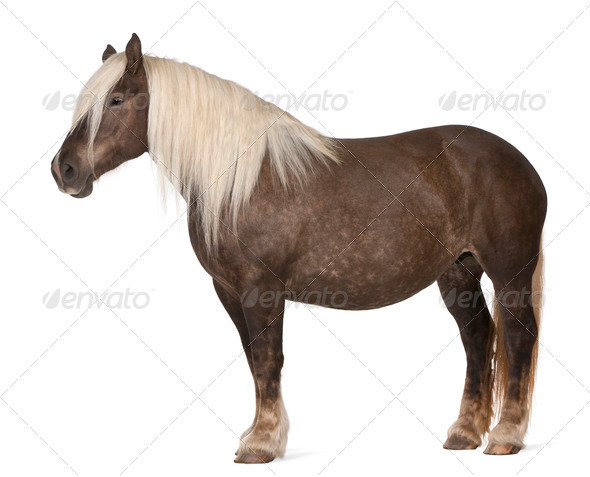 Comtois horse, a draft horse, Equus caballus, 10 years old, standing in front of white background - Stock Photo - Images